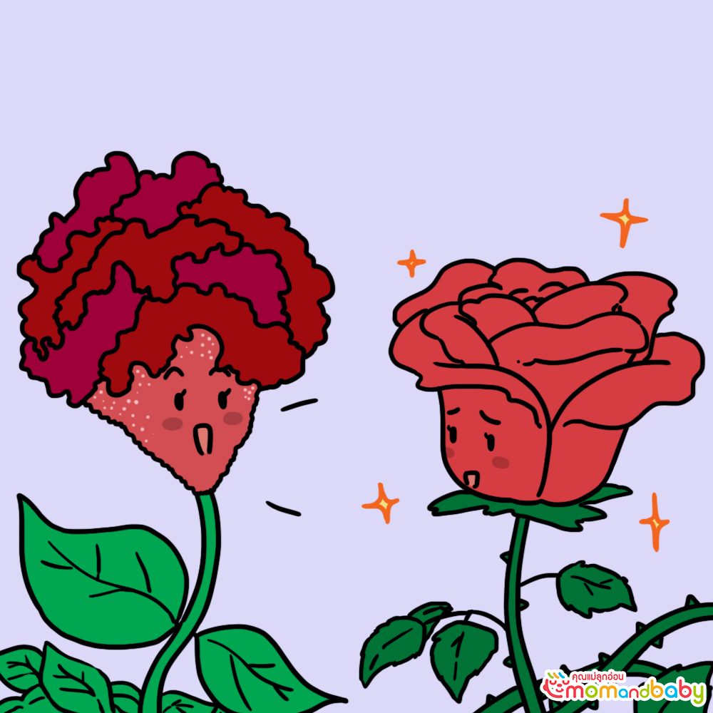 ดอกซีโลเซียกำลังเบ่งบานอยู่ถัดจากดอกกุหลาบ และได้กล่าวกับดอกกุหลาบว่า